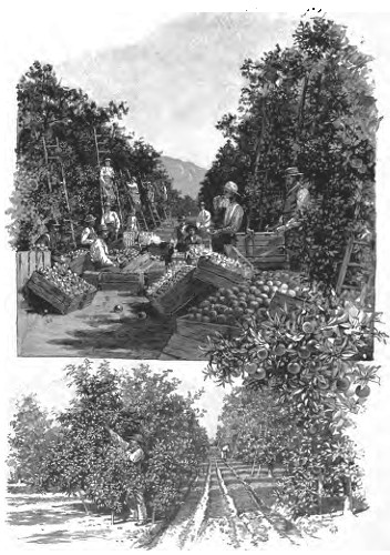 ORANGE CULTURE. Packing Oranges&mdash;Navel Orange-tree Six
Years Old&mdash;Irrigating an Orange Grove.