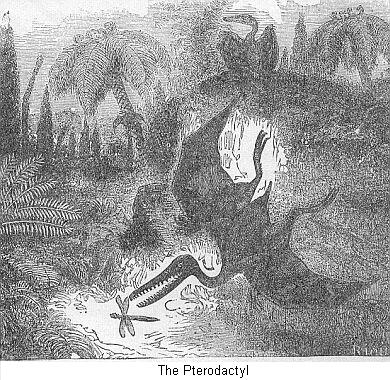 The Pterodactyl