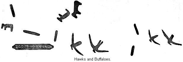 Hawks and Buffaloes.