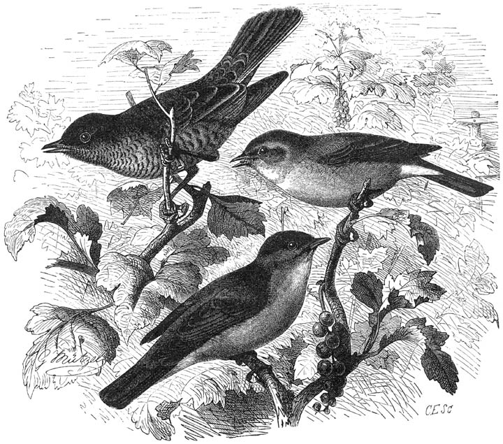 1) Gestreepte Grasmusch (Sylvia nisoria), 2) Tuinfluiter (Sylvia hortensis) en 3) Zwartkop (Sylvia atricapilla). &frac12; v. d. ware grootte.