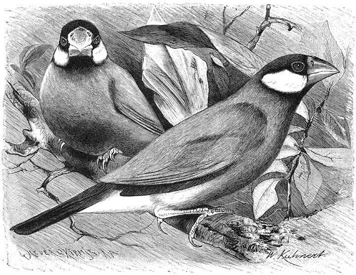 Rijstvogel (Spermestes oryzivora). &frac12; v. d. ware grootte.