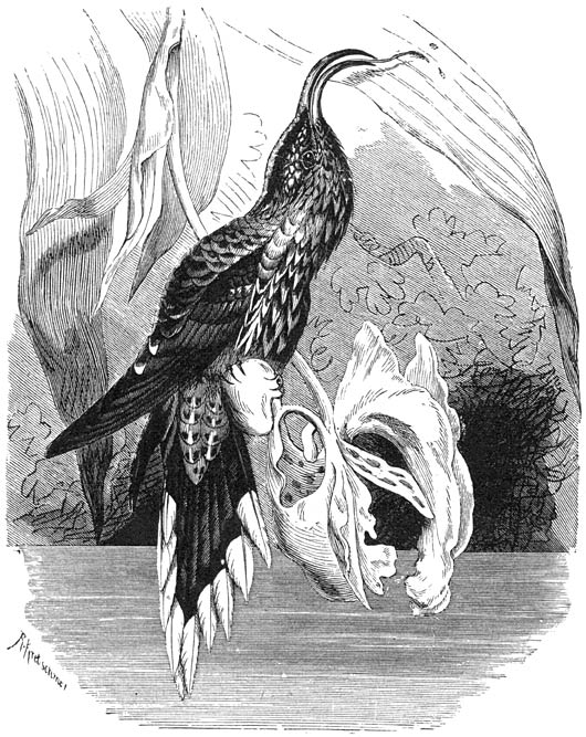 Adelaarsnavel (Eutoxeres aquila). &frac34; v. d. ware grootte.