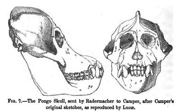 Fig. 7.--the Pongo Skull, Sent by Radermacher to Camper, After Camper's Original Sketches, As Reproduced by Lucae.
