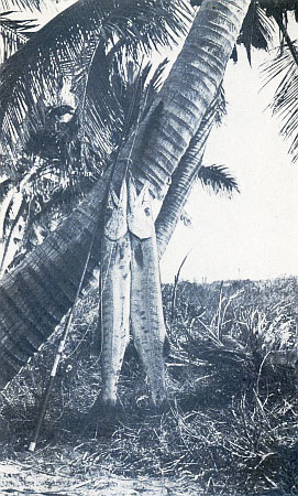 TWIN TIGERS OF THE SEA&mdash;THE SAVAGE BARRACUDA