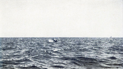 THE ONLY PHOTOGRAPH EVER TAKEN OF LEAPING BROADBILL
SWORDFISH