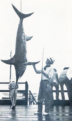 XIPHIAS GLADIUS, THE BROADSWORDED GLADIATOR OF THE SEA