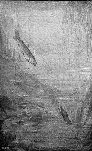 &ldquo;THE BIG TROUT, IN HIS TORPEDO-LIKE RUSH TO CUT OFF BRIGHTEYE
FROM SURE REFUGE.&rdquo;