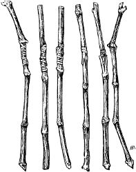 Fig. 12. Bench-grafted cuttings of grape, showing both
the cleft-graft and the whip-graft.