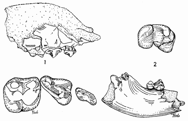 Fig. 1. Cynarctus fortidens, No. 11353 KU (Midwestern Univ. No. 2044).
Lateral view of holotype � 1, and occlusal view of check-teeth � 2.

Fig. 2. Cynarctus fortidens, No. 11354 KU (Midwestern Univ. No. 2045).
Lateral view of right lower mandible and m2 � 1 and oblique occlusal view
of m2 � 2.