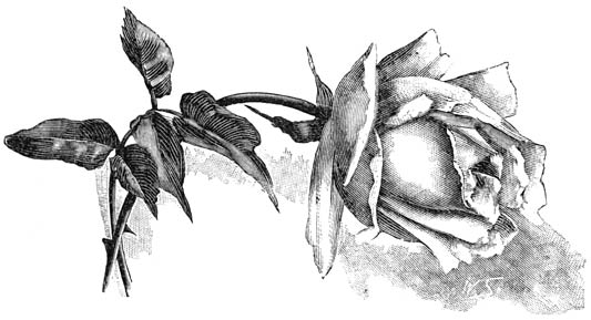 Fig. 88. Theehybride-Roos &ldquo;Kaiserin Augusta Victoria&rdquo;.