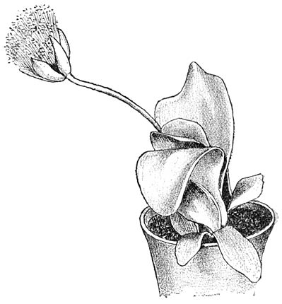 Fig. 121. H&aelig;manthus albiflos.