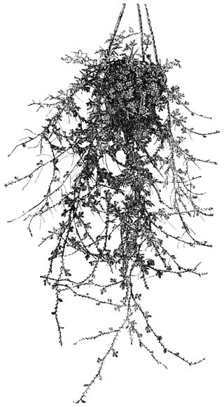 Fig. 176. Selaginella c&aelig;sia.