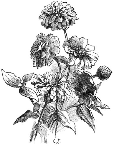 Fig. 183. Enkele en gevulde Zinnia&rsquo;s.