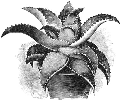 Fig. 201. Alo&euml; saponaria.