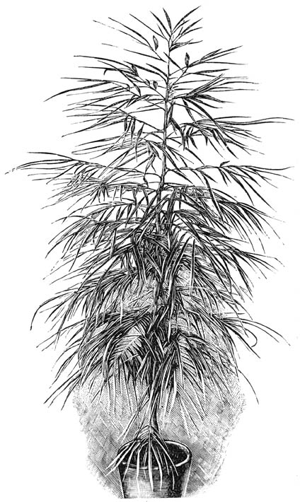 Fig. 211. Aralia Chabrieri. (El&aelig;odendrum orientale).
