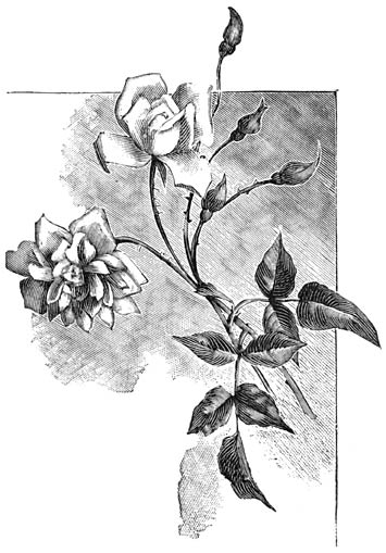 Fig. 83. Rosa polyantha &ldquo;Perle d&rsquo;or&rdquo;.
