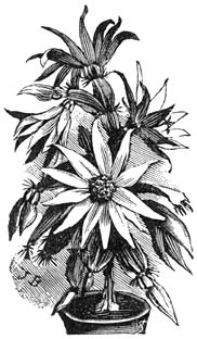 Fig. 189. Epiphyllum G&aelig;rtnerianum.