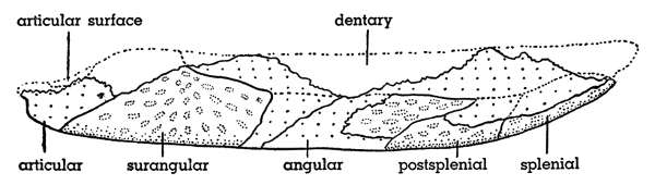 Fig. 6. Hesperoherpeton garnettense Peabody. Right mandible, lateral
view, KU&nbsp;10295, &times;&nbsp;4. External surfaces are pitted; broken surfaces
are coarsely stippled.
