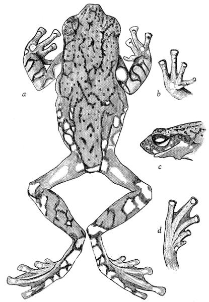 Fig. 1. Allophryne ruthveni, male (KU 69890); (a) Dorsum. (b) Thenar
view of right hand. (c) Lateral profile of head. (d) Plantar view of right
foot. &times; 3.5.