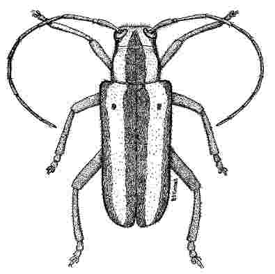 Fig. 12 at 50 dpi Fig. 12