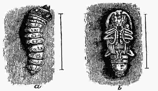 Fig. 13 at 100 dpi Fig. 13
