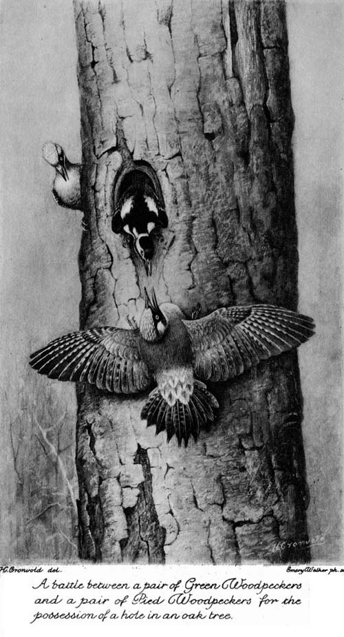 A battle between a pair of Green Woodpeckers
and a pair of Pied Woodpeckers for the
possession of a hole in an oak tree.