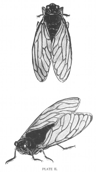 PLATE II.
"Shinn�-Shinn�,
Also called Yama-Z�mi, and Kuma-Z�mi.