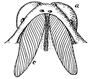 1. Head of a spider showing
poison gland (c) and its relation
to the chelicera (a).