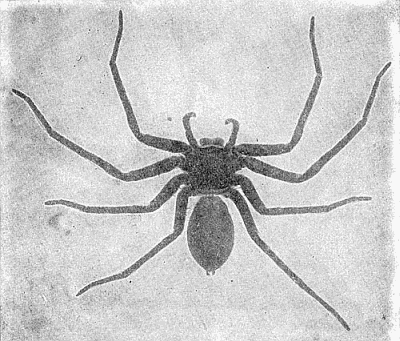 8. The giant crab-spider or banana spider (Heteropoda venatoria).
Natural size. After Comstock.