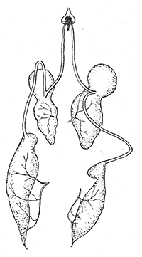 17. Salivary glands of
Notonecta maculata.
After Bugnion and
Popoff.