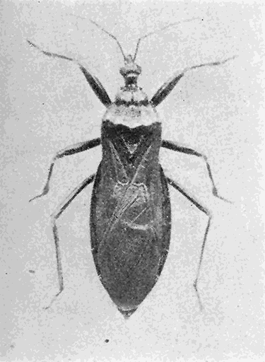 21. (b) Reduvius personatus,
adult (�2)
Photograph by M. V. S.