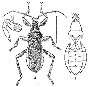 23. Conorhinus abdominalis (�2). After
Marlatt.