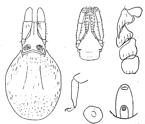 50. Ixodes ricinus, var. scapularis, female. Capitulum and
scutum; ventral aspect of capitulum; cox�; tarsus 4;
spiracle; genital and anal grooves. After Nuttall and
Warburton.