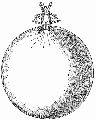 53. Pediculoides ventricosus, gravid female. (�80).
After Webster.