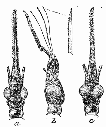 72. Beak of Conorhinus sanguisugus.
After Marlatt.