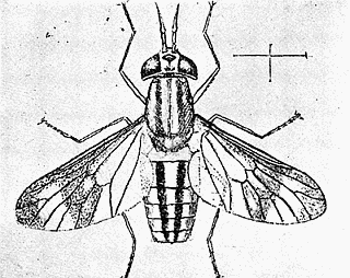 79. Chrysops univittatus, (�4). After Osborn.