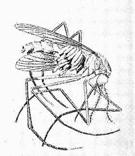 84. Mosquito carrying eggs of Dermatobia
cyaniventris. After Surcouf.