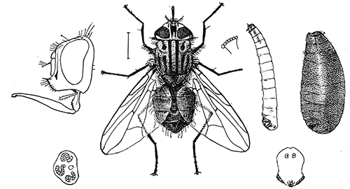 110. Stomoxys calcitrans; adult, larva, puparium and details, (�5). After Howard.