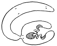 115. Dipylidium caninum.
Immature cysticercoid.
After Grassi and Rovelli.