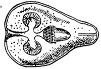 116. Dipylidium caninum.
Cysticercoid. After
Villet.