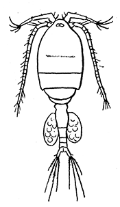 122. Cyclops, the intermediate host of
Dracunculus.
