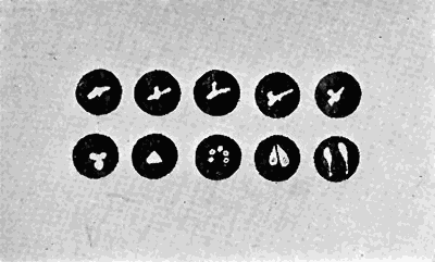138. Babesia bovis in blood corpuscles.
After Calli.