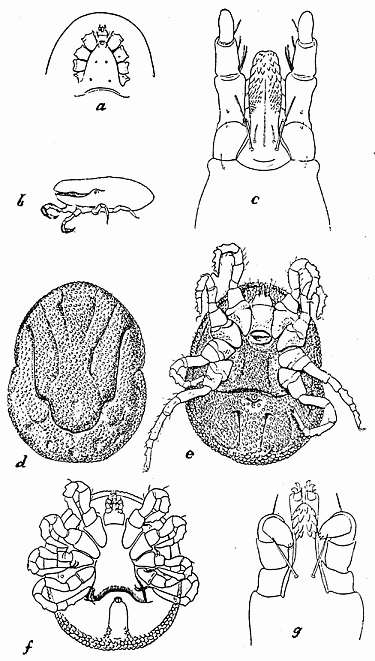 142. Ornithodoros moubata. (a) Anterior part of venter; (b) second stage
nymph; (c) capitulum; (d) dorsal and (e) ventral aspect of female;
(f) ventral aspect of nymph; (g) capitulum of nymph. After Nuttall
and Warburton.