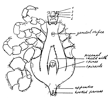 155. Margaropus winthemi, male. After
Nuttall and Warburton.