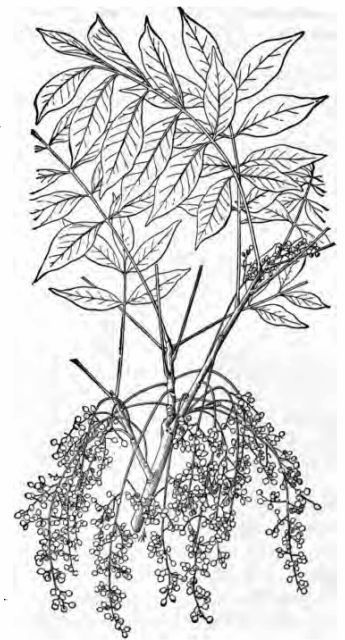 Fig. 3&mdash;Poison sumach (Rhus vernix), showing leaves,
fruit, and leaf-scars, one-fourth natural size.

(Chesnut, Bulletin No. 20, Division of Botany, U. S. Department of
Agriculture.)