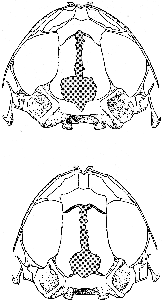 Skulls Dorsal View Skulls Dorsal View