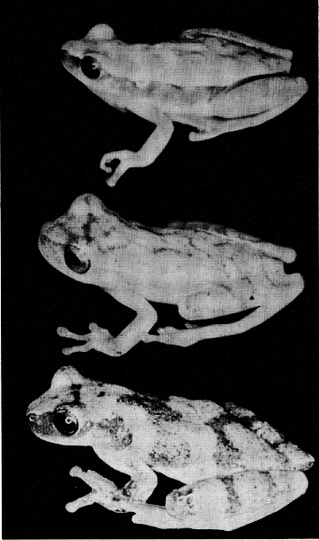 Adult Frogs Adult Frogs