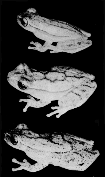 Adult Frogs Adult Frogs