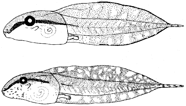 Tadpolrs Tadpolrs