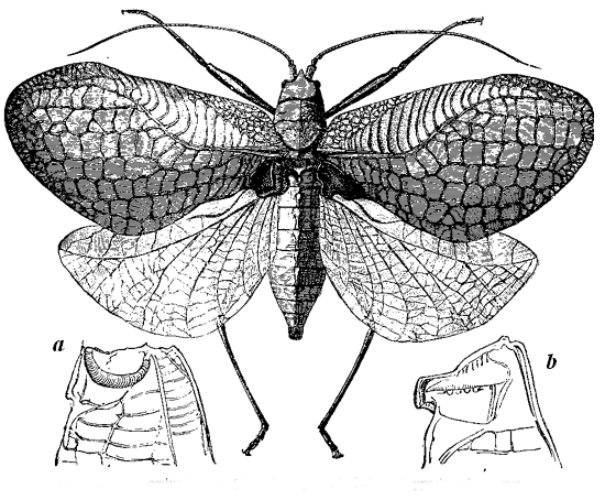 Fig. 12. Chloroc&oelig;lus Tanana (from Bates).
